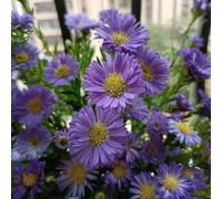 Semi di aster resistenti per giardini rocciosi rare balcone esotici balcone semi di estivi selvatici, varietà antiche decorazioni per il soggiorno con 80pcs