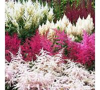 Semi di Astilbe - decorazioni giardino per esterni Astilbe, resistenti per giardini rocciosi primaverili biologici i luoghi soleggiati del 80pcs