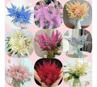 Semi di Astilbe - semi di biologiche Astilbe - vecchie varietà per i luoghi soleggiati giardino esotiche resistenti copertura del 250pcs