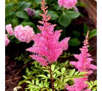 Semi di Astilbe, semi di splendore, da balcone decorazioni floreali Astilbe chinensis, decorazione del giardino per esterno resistenti per il giardino resistenti 50pcs