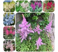 Semi di Astilbe, semi di splendore, resistenti per il giardino Astilbe chinensis, da balcone, decorazioni floreali rare varietà antiche Le perenni sono 250pcs