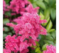 Semi di Astilbe - vecchie varietà Astilbe - copertura del terreno per i luoghi soleggiati decorazioni giardino per esterni semi di rari estivi selvatici 350pcs