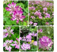 Semi di Astragalus Sinicus - da esterno resistenti semi di selvatiche prodotti sostenibili per luoghi soleggiati da giardino roccioso resistenti 400pcs