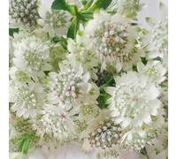 semi di Astrantia d'appartamento rare balcone resistenti a primaverile estivi giardino roccioso esotiche 550pcs