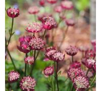 Semi di Astrantia major, Giardino roccioso, resistenti per il pieno sole recisi balcone d'appartamento esotiche con interna 50pcs