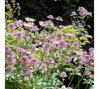 Semi di Astrantia major, Giardino roccioso, resistenti per il pieno sole roccioso d'appartamento esotiche decorazioni esterni 100pcs