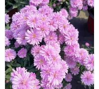 Semi di astri, Le tappezzanti sono resistenti da giardino le perenni sono resistenti 20pcs