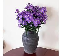 Semi di astri perenni (Aster tataricus), da balcone, per luoghi soleggiati rustiche per il giardino, colorate semi di prati ti, da giardino Copertura 200pcs