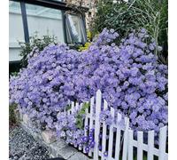 Semi di astri perenni (Aster tataricus),Giardino decorativo,molto amico e degli insetti Giardino di,soggiorno decorativo balcone serra 300pcs