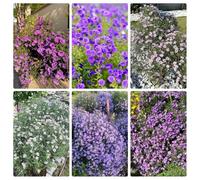 Semi di astri perenni (Aster tataricus),giardino to,resistenti all'esterno decorazione per ufficio,lungo periodo di per Semi di perenni 250pcs