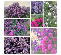 Semi di astri perenni (Aster tataricus),in vaso resistenti,to colorato to,decorazione del giardino,semi di Semi di,decorazione di 300pcs