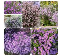 Semi di astri perenni (Aster tataricus),rustiche per il giardino,colorate Semi in crescita,facili da piantare d'appartamento 100pcs
