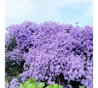 Semi di astri perenni (Aster tataricus),Semi di,decorative e adatte alle Semi in crescita,facili da piantare Copertura del terreno 150pcs