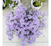 Semi di astri perenni (Aster tataricus), Semi di, decorazione di davanzali, da piantare to, decorazione del giardino, semi di Semi in crescita, facili da 100pcs