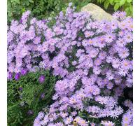 Semi di astri perenni (Aster tataricus), semi di prati ti, da giardino Giardino decorativo, molto amico e degli insetti giardino to, resistenti 30pcs