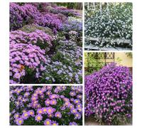 Semi di astri perenni (Aster tataricus),semi di prati ti,da giardino Semi di perenni resistenti,in vaso decorazione per ufficio 200pcs