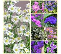 Semi di astri, regali per gli amanti semi di varietà antiche da giardino esotiche resistenti 600pcs