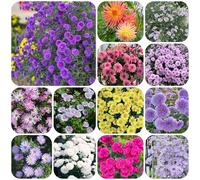 semi di astri resistenti - da balcone di gli autunnali all'aperto pasqua 500pcs