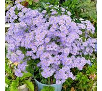 semi di astri resistenti - esotiche gli autunnali sono resistenti da balcone con 300pcs