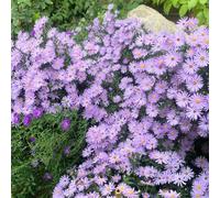 semi di astri resistenti - giardino gli autunnali sono di Pasqua serre da balcone con 50pcs