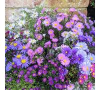 semi di astri resistenti - perenni al coperto gli autunnali sono da giardino roccioso 150pcs