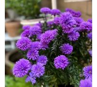 semi di astri resistenti - vecchie varietà per gli autunnali sono all'aperto esotiche 30pcs