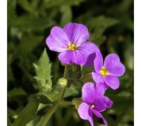 Semi di Aubrieta arredamento del soggiorno Vecchie varietà resistenti giardino rara biologici per esterno 400pcs