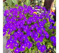 Semi di Aubrieta resistenti per giardini rocciosi semi di selvatici per luoghi soleggiati decorazioni da giardino esterni organico copertura del terreno da balcone 100pcs