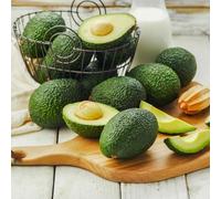 Semi di avocado, da balcone resistenti frutteto sementi biologiche balcone dei semi di resistenti per il giardino da frutto da giardino 5pcs