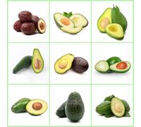 semi di avocado, esotici, d'appartamento colonnare resistente, estremamente balcone, 12pcs
