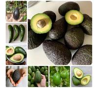 Semi di avocado resistenti, balcone dei balcone resistenti per il giardino colonnari, 60pcs