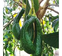 Semi di avocado, resistenti per il giardino gli da frutto nani sono resistenti giardino di fresca, da balcone rustiche per balconi 25pcs