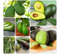 Semi di avocado, semi di rustiche per balconi frutteto, sementi biologiche esotiche 30pcs