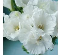 Semi di azalea estiva - resistenti per il giardino Clarkia amoena - da balcone copertura del terreno decorazione floreale rare esotiche 150pcs