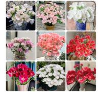 Semi di azalea estiva - resistenti per il giardino Clarkia amoena - decorazione da giardino per esterni semi di da balcone semi di decorazione del 180pcs