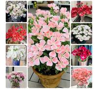 Semi di azalea estiva, vecchie varietà semi di farfalle resistenti per il giardino 120pcs