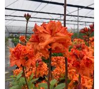 Semi di azalea, rustiche per balconi di rododendro resistente, resistenti per il giardino rare semi di campo 30pcs