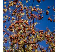 semi di azufaifa - giardino interni resistenti semi di piccolo per donne 180pcs