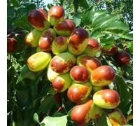 semi di azufaifo - colonnario Letto elevato per semi biologici varietà antiche medicinali Palmera datilera 40pcs