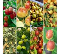 semi di azufaifo - montagna Letto elevato per semi medicinali biologici perenni resistenti 20pz