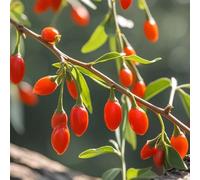 semi di bacche di goji, balcone bacca, resistenti, biologiche da colonnari, 30pcs