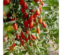semi di bacche di Goji, balcone frutteto giardino arbusti resistenti giardino colonnari 70pcs
