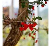 semi di bacche di Goji, balcone resistenti giardino arbusti frutteto per giardinieri acquistare raro esotico 40pcs