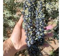 semi di bacche di goji - balcone resistenti giardino letto rialzato vecchie varietà 100pcs