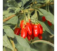 semi di bacche di Goji, colonnari frutteto per giardinieri raro esotico colonnari, semi balcone per 30pcs