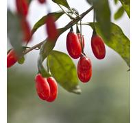 semi di bacche di goji, colonnari, giardino bacca, balcone, esotici di serra 90pcs