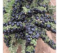 semi di bacche di goji, d'appartamento bacca, esotici serra, indoor in estremamente resistenti, 50pcs