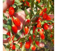 semi di bacche di goji - esotiche balcone resistenti giardino 30pcs