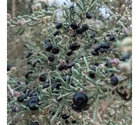 semi di bacche di goji - giardino estremamente resistenti varietà 200pcs