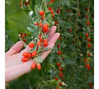 semi di bacche di Goji, giardino giardino arbusti raro esotico colonnari per giardinieri resistenti acquistare 60pcs